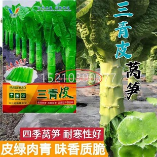 三青皮莴种秋冬季蔬菜种子四季UWU高籽抗寒椭圆叶清香莴笋种笋子