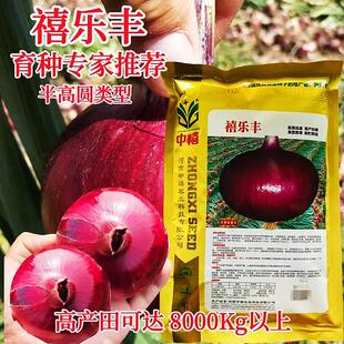 禧乐丰洋皮葱种子秋中日照新品商WVE种半高圆紫红高产抗病品性佳