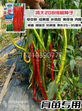鸿大08用辣椒种育苗专线2椒种籽高产抗病皮薄子辣味JVK香浓春秋用