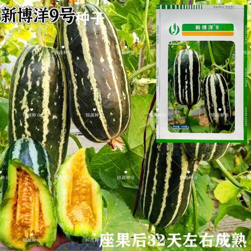 新博洋9号甜瓜种子薄皮香瓜种籽花皮绿肉橘红瓤甜瓜早熟脆甜包邮