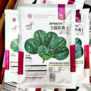 全能趴地王菠菜种子深绿油黑发亮菠菜种子耐抽苔叶片肥厚菠菜种子