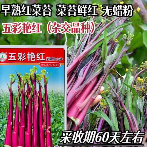 兴蔬五彩艳红早熟60天红菜苔种子紫红菜苔鲜红无蜡粉耐寒甜菜心