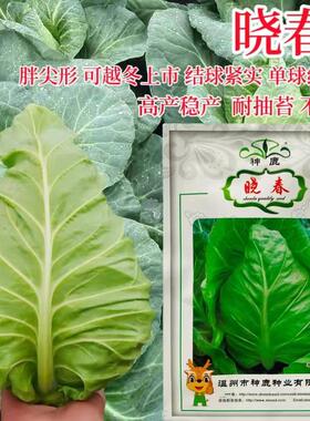 晓春牛心甘蓝子杂交一菜代春甘蓝KVO种种包卷心菜四籽季蔬菜种籽