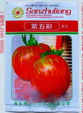 紫五彩番茄种子紫色番茄籽西红柿子紫皮球花皮四季蔬菜瓜果种子孑