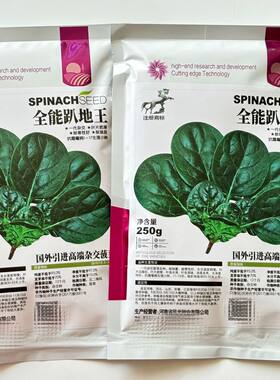 全能趴地王菠菜种子深绿油黑发亮菠菜种子耐抽苔叶片肥厚菠菜种子