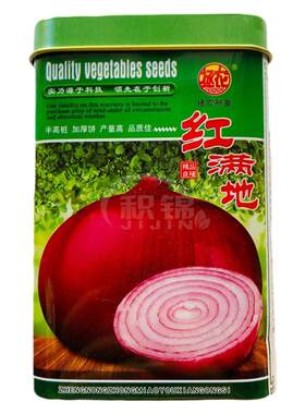 拯农满地红洋葱种子紫皮红皮半高桩圆葱头中早熟肉质白色蔬菜种籽