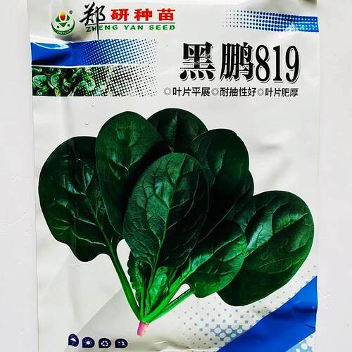 郑黑鹏89菠菜子抗病1叶深绿研黑叶大圆叶菠菜种籽 秋CFV冬季种蔬