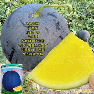 齐黄无籽一号西瓜种子大田基地早熟正圆形黑皮黄瓤无籽西瓜种籽孑