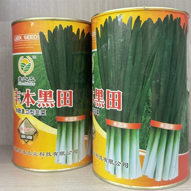 丰本黑田韭菜种子休眠直立型耐寒味浓高产抗病抗倒伏抗干尖韭菜籽