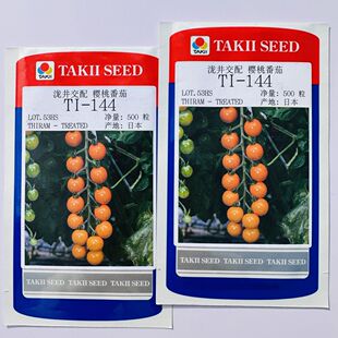 144黄色小番茄种子无限生长樱桃番茄早熟小西红柿种籽 日本泷井TI