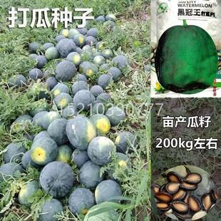 黑冠王打YXZ瓜种子大片西瓜瓜子种夏籽产籽西瓜南高产食籽春瓜蒌