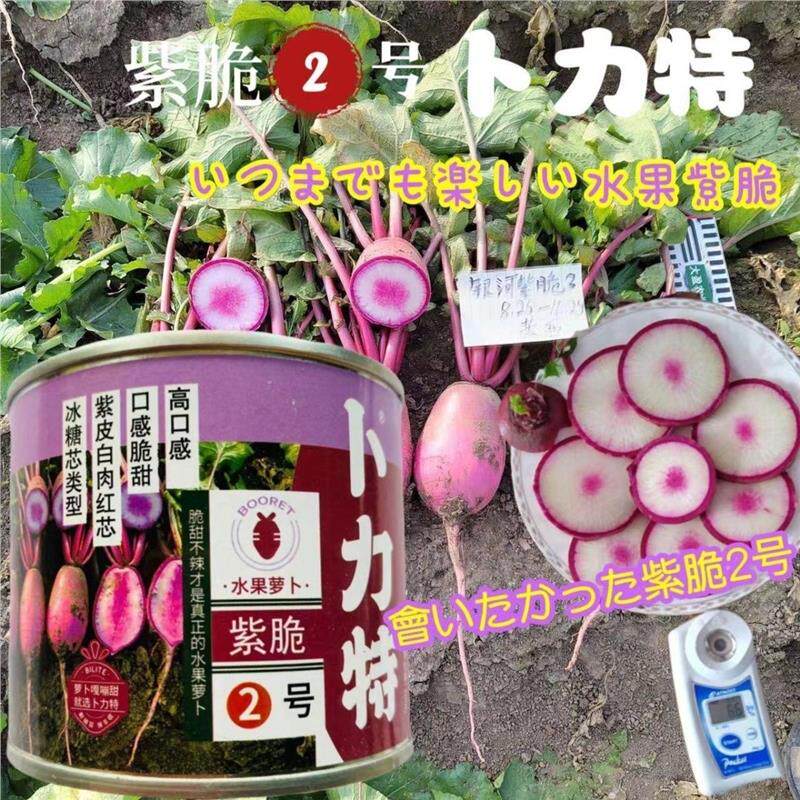卜力特水果萝卜紫脆2号萝卜种子冰糖心紫皮白肉红芯甜脆不辣萝卜