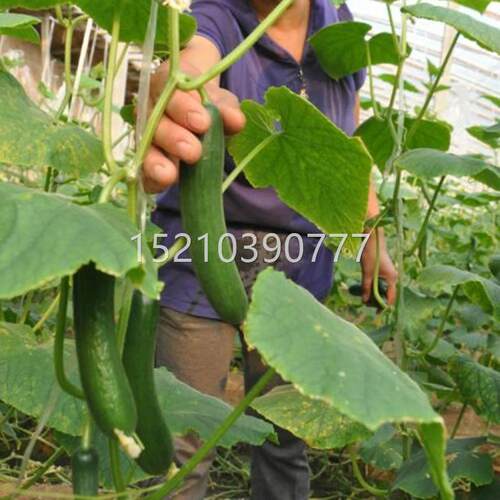 荷兰进黄口无籽刺水果黄瓜种RXU子台盆栽小青瓜种旱瓜乳瓜阳子种