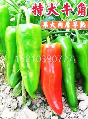 特大牛角椒QKR种产子大果羊角椒青椒尖椒种籽种苗高春季蔬菜孑辣