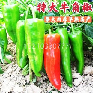 特大牛角椒QKR种产子大果羊角椒青椒尖椒种籽种苗高春季蔬菜孑辣