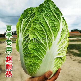 季皇大白冠MTA菜种四耐热抗病黄心白菜籽春夏秋季反季节子种植蔬