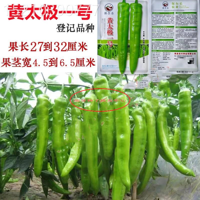 黄太极一号尖椒种子黄皮羊角牛角辣椒春秋耐热盆栽四季播蔬菜种籽