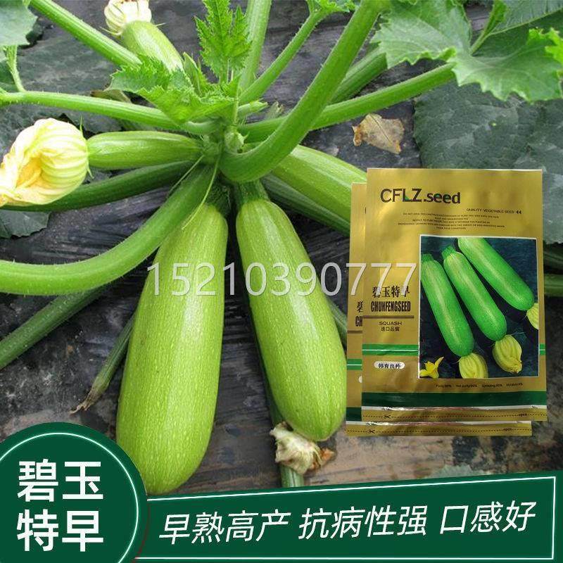 西葫冬芦种子种早熟高产小RNH南瓜耐寒葫芦瓜越易盆栽菜蔬种子四