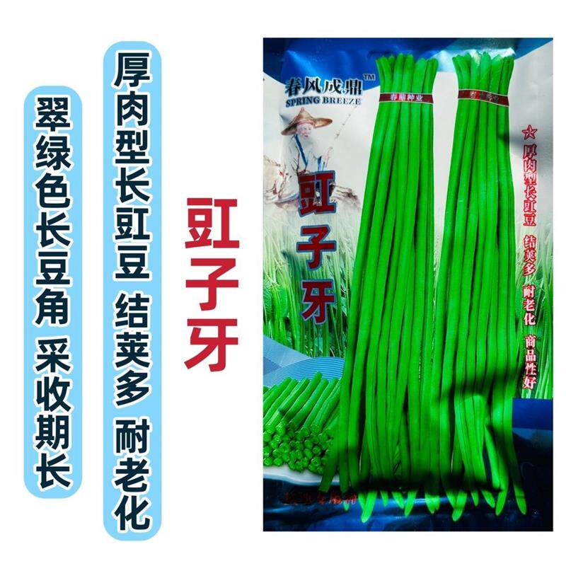 春风成鼎豇子牙豆角种子翠绿色厚肉型长豇豆种子产量高春秋长豆角