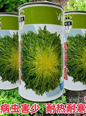 皇家细叶金菊种子高产耐热耐寒苦苣种籽四季田圆农家春秋季蔬菜孑