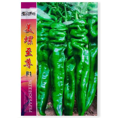 美椒螺尊至高产香辣螺丝椒辣椒种DLJ子青椒田皱皮辣种大用种