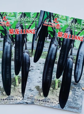 紫龙11882春秋两用茄子种子油黑亮丽黑长茄种子肉淡绿 长条型茄子