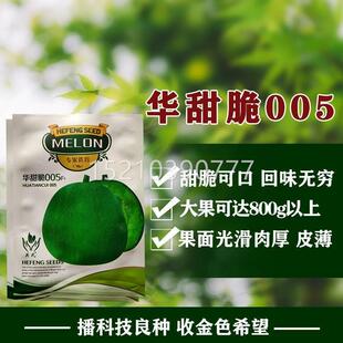 华甜脆005香瓜种子宝甜瓜种四季 阳绿台农家菜园春夏秋播蔬石菜RVW