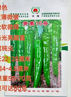 青美16辣椒种子尖椒羊角椒线椒翠绿高产抗病薄皮微辣春秋种植