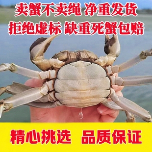 【2.5两母蟹3.5两公蟹】兴化鲜活大闸蟹超高品质蟹农现捕顺丰包邮