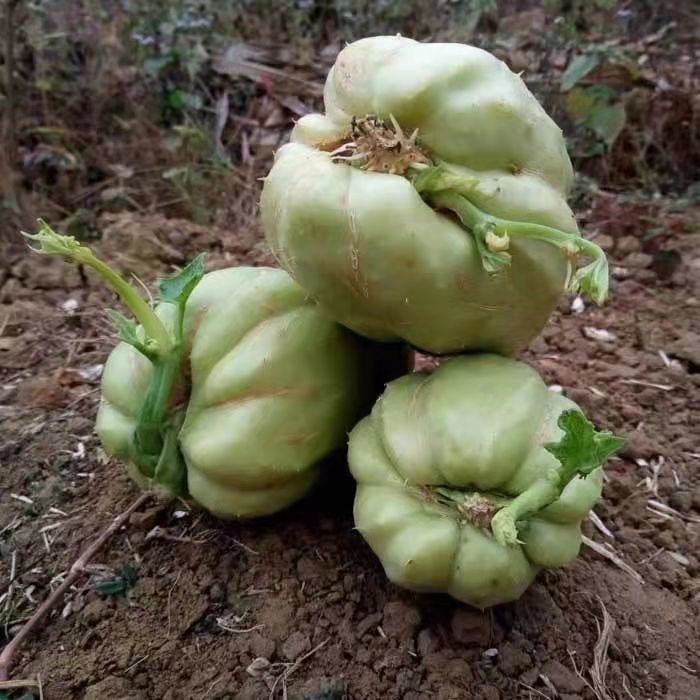 佛手瓜带芽洋瓜带芽易成活高产量