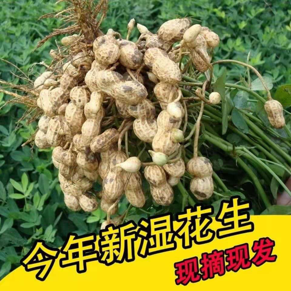 云南新鲜花生现挖湿花生带壳粉红皮鲜花生农家自种水煮生花生饱满