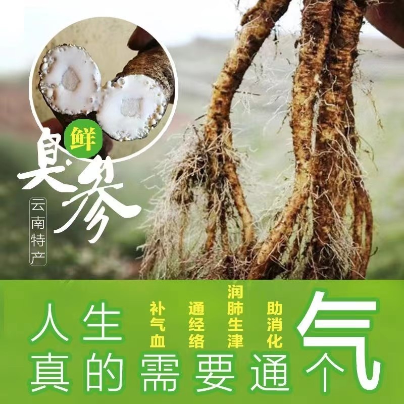 云南野生臭参新鲜臭药臭党参云参煲汤食材品通气滋补养身产地直销