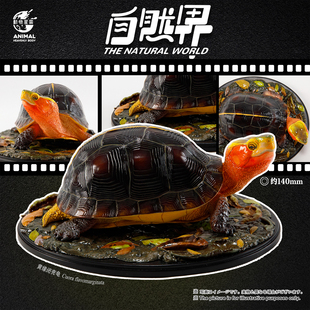 动物星云 写实版自然界系列第四弹 黄缘闭壳龟 手办 【尾款】