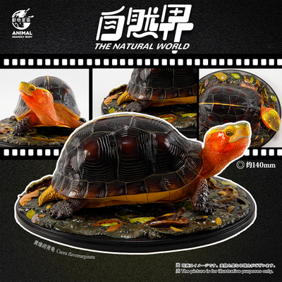 动物星云 写实版自然界系列第四弹 黄缘闭壳龟 手办 【尾款】