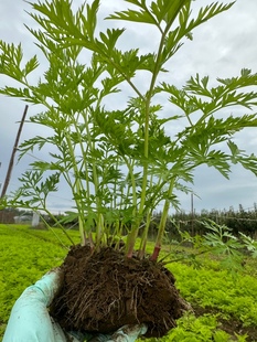 中药材川芎苗香果生川军阳台室内盆栽庭院种植苓子种子苗现挖发货