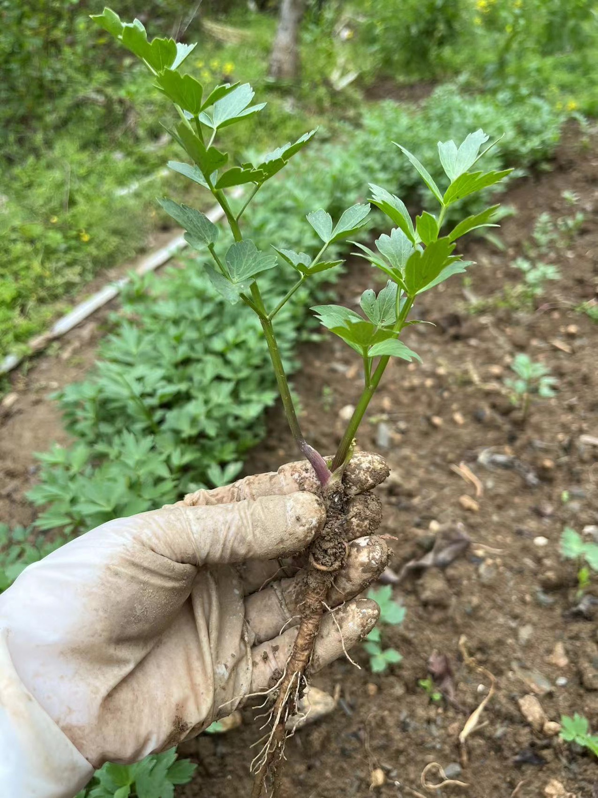 药材独活苗香独活独活种苗大活山大活川独活小苗肉独活重齿毛当归