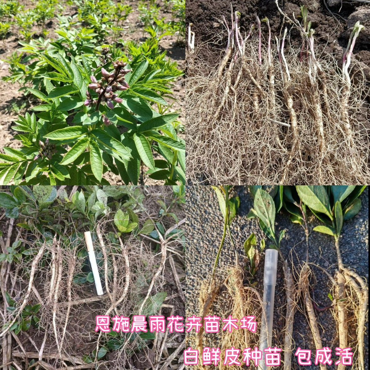 中药材种苗 白鲜皮苗 病虫害少 耐严寒  田间管理简单 好种植易活