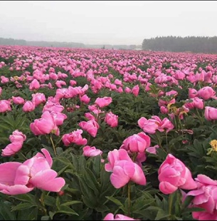 现挖中药材白芍苗赤芍苗白芍芽赤芍芽芍药种苗种根药牡丹花苗