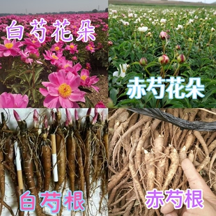 正品芍药苗 白芍苗赤芍苗 中药材苗盆栽地栽绿化苗