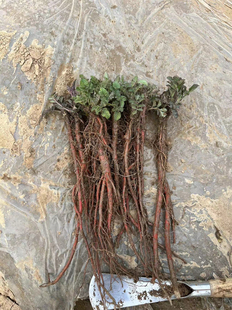 紫花丹参苗新鲜丹参苗红血丹参种子幼苗中药材丹参种植花卉盆栽苗