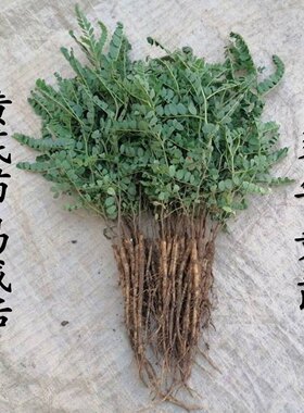 中药材黄芪苗黄芪种苗新鲜优质带牙保活可盆栽地栽种植