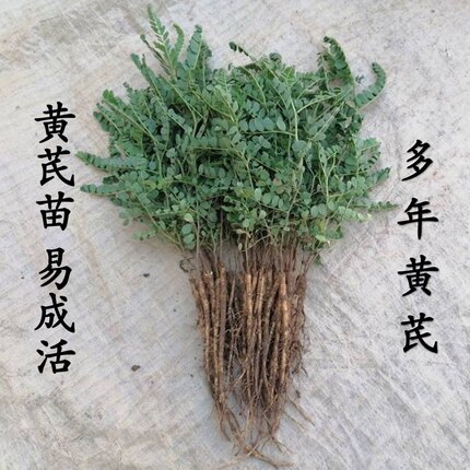 中药材黄芪苗黄芪种苗新鲜优质带牙保活可盆栽地栽种植