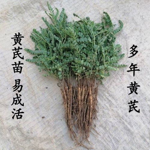 中药材黄芪苗黄芪种苗新鲜优质带牙保活可盆栽地栽种植