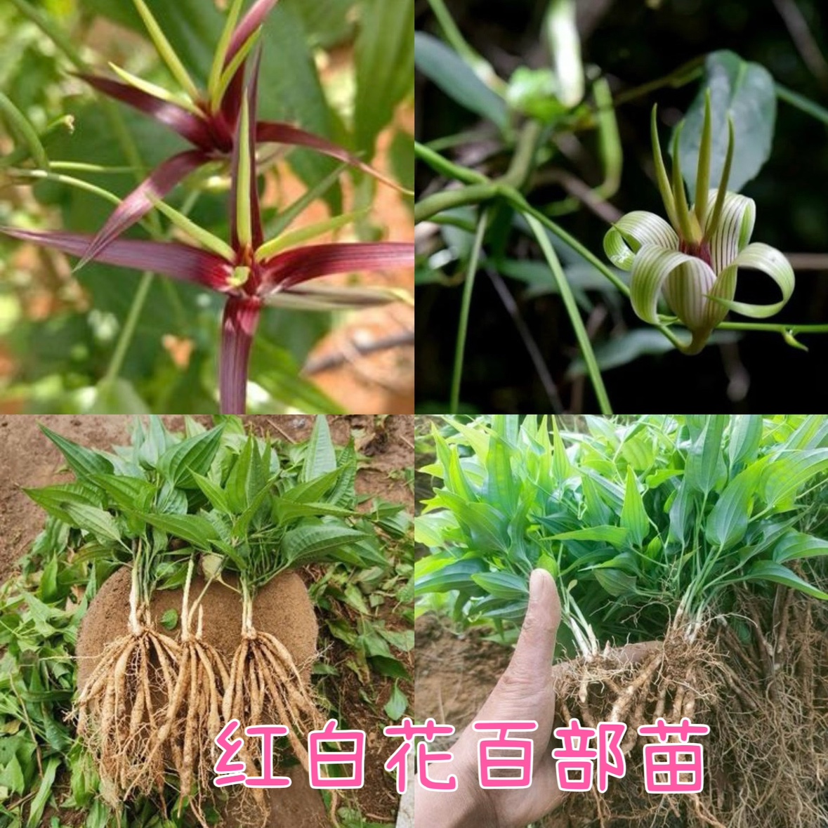 百部苗红花对叶百部苗白花百部根苗中药材云南百部种苗块茎种植苗