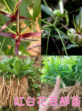 百部苗红花对叶百部苗白花百部根苗中药材云南百部种苗块茎种植苗