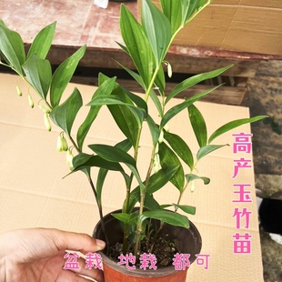 新鲜玉竹苗尾参芽头现挖玉竹鸡头黄精种苗老虎姜庭院绿植阳台盆栽