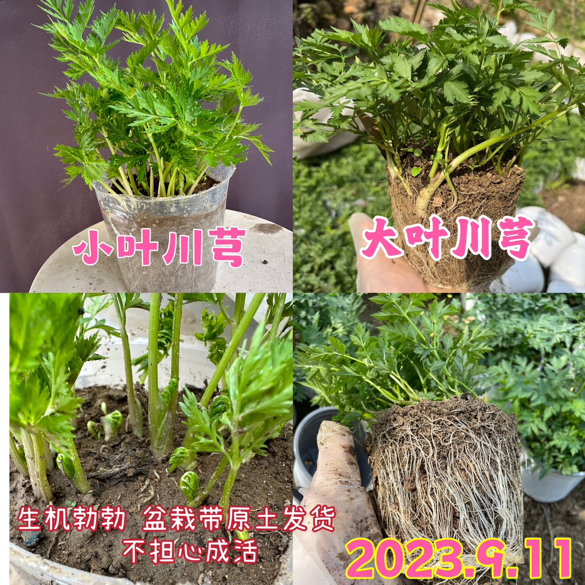 阳台盆栽川芎苗川芎香苗根块地栽川芎种苗室内外庭院种植中药材苗