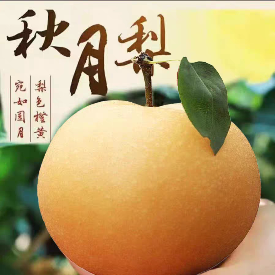 秋月梨山东阳信梨新鲜秋月现摘现发冰糖梨子5斤当季正宗秋月梨