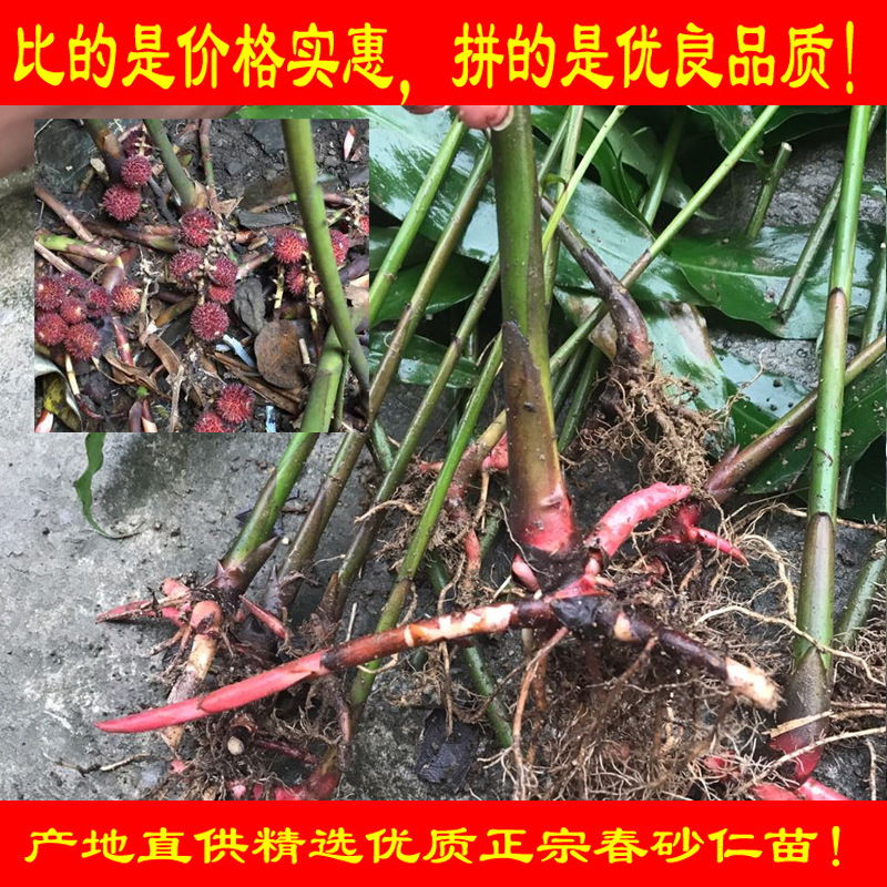 正宗阳春砂仁苗树苗种植种子10棵全株可入药中药材春沙仁阳春发货