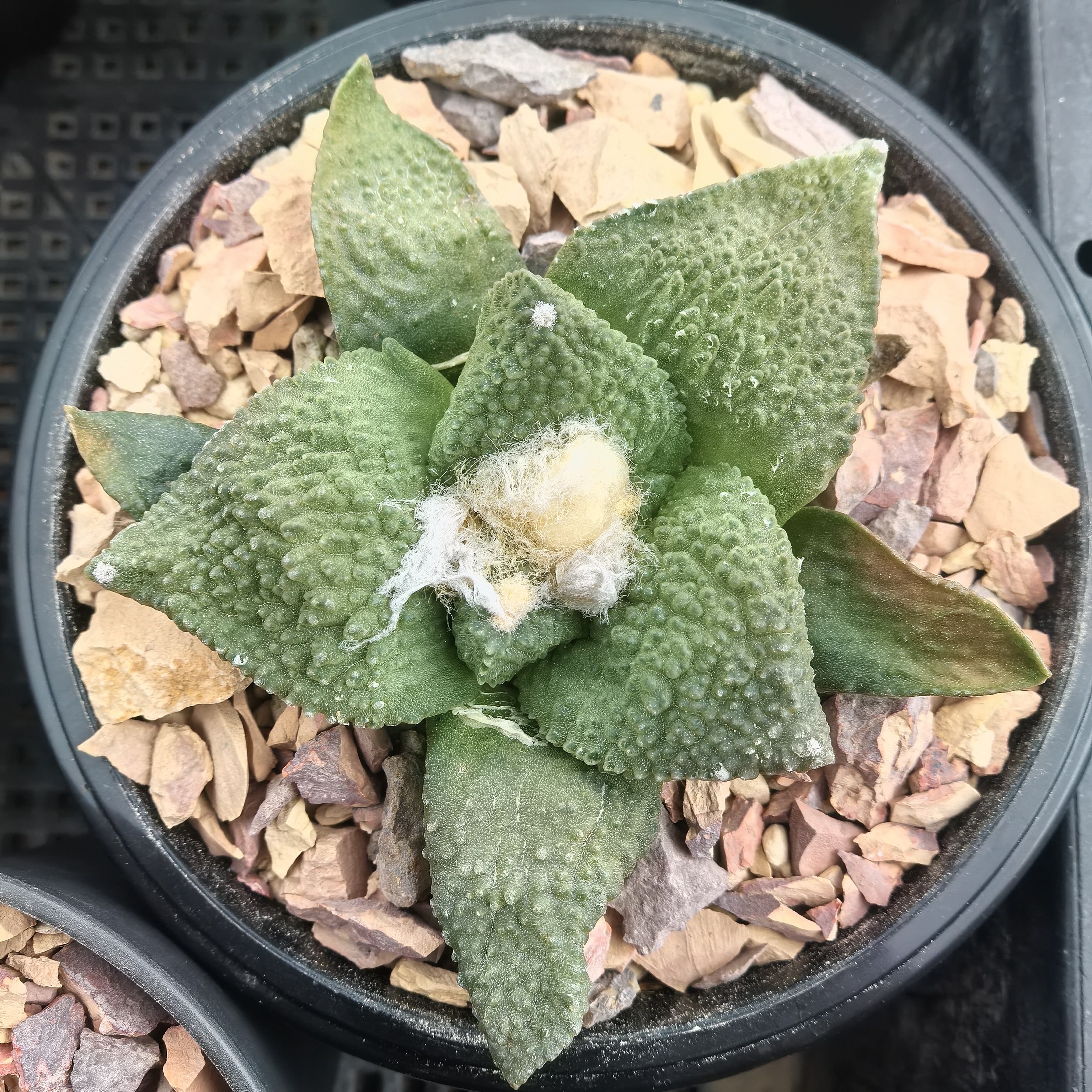 哥斯拉怒涛牡丹实生块根植物仙人球一物一拍精品拍摄于250105